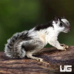Variegated Squirrel