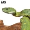 West African Bush Viper