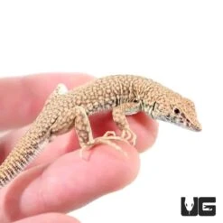 Nidua Fringe Fingered Lizard