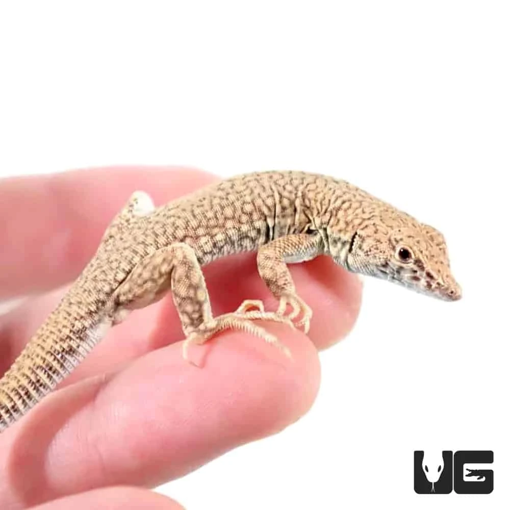 Nidua Fringe Fingered Lizard