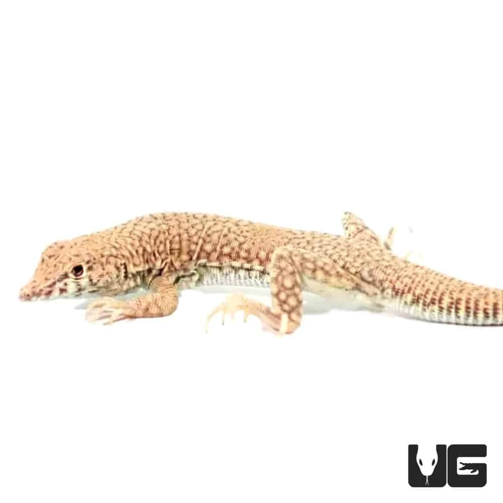 Nidua Fringe Fingered Lizard - Image 4