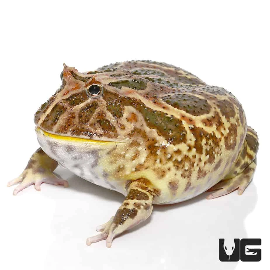 Non-albino Strawberry Pacman Frog - Image 2