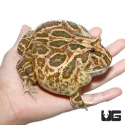 Non-albino Strawberry Pacman Frog