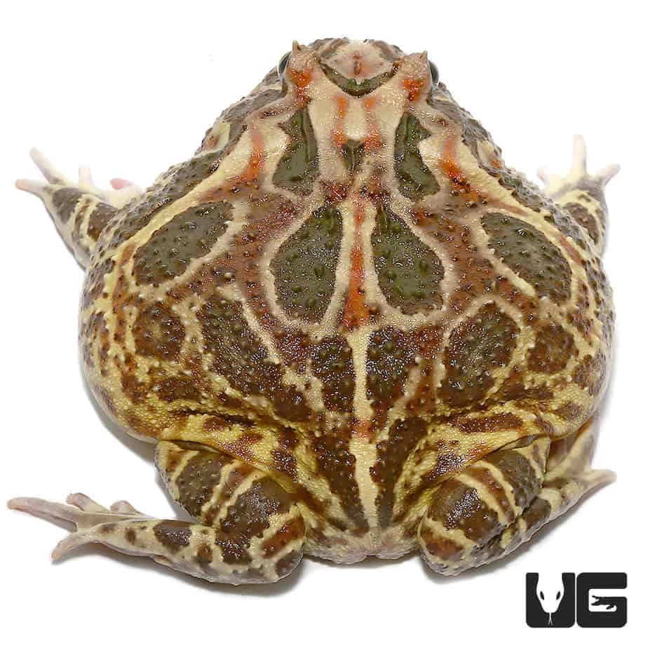 Non-albino Strawberry Pacman Frog - Image 3