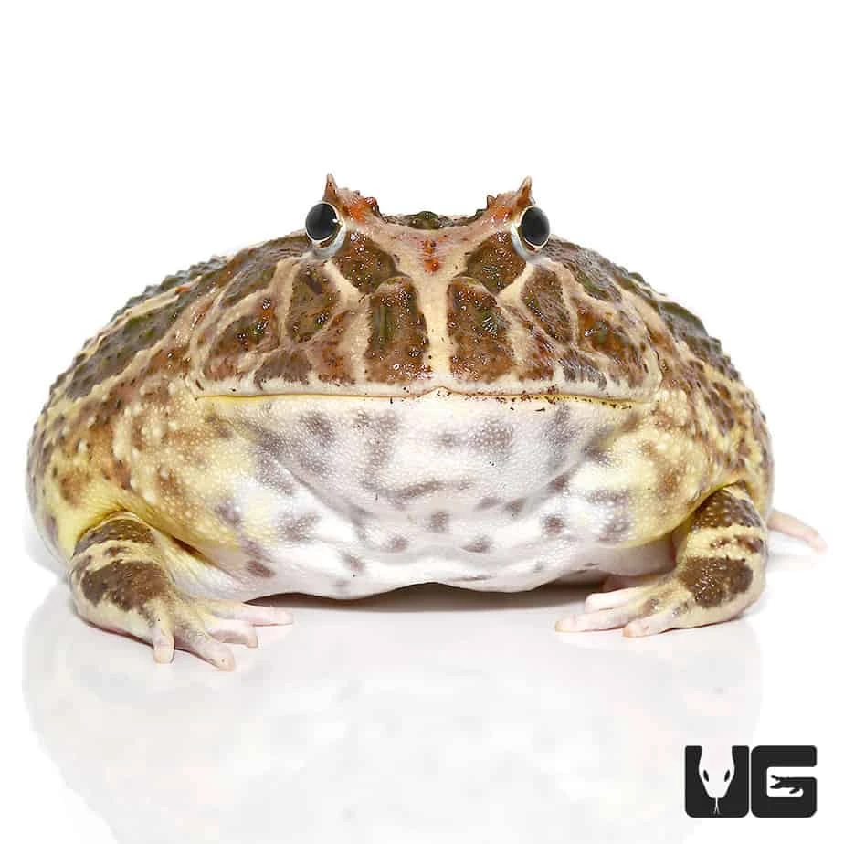 Non-albino Strawberry Pacman Frog - Image 4