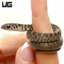 Baby Northern Black Racer Snake
