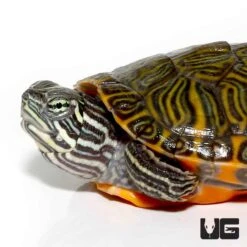 Yearling Northern Redbelly Cooter Turtle