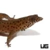 Ocellated Gecko