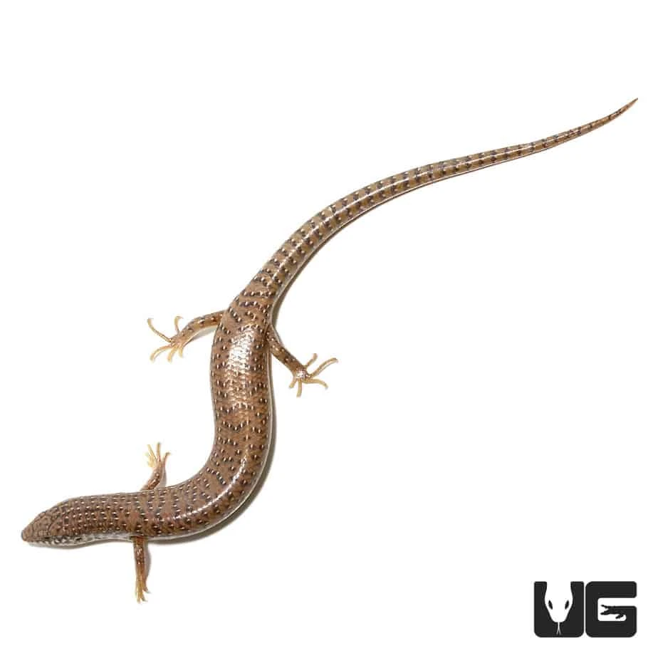Ocellated Skink - Image 2