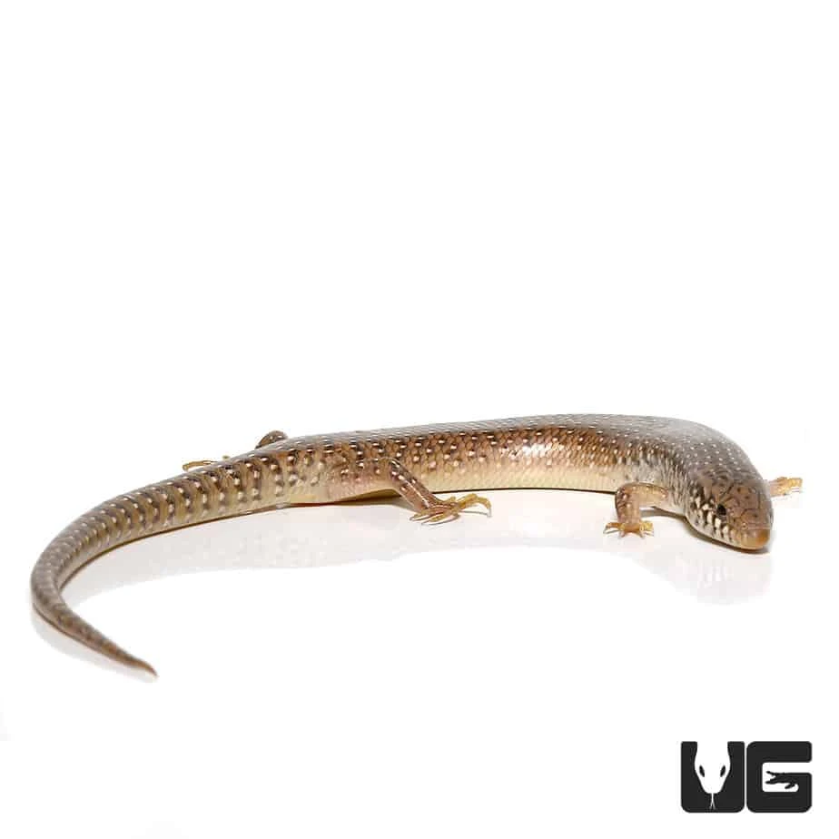 Ocellated Skink - Image 3