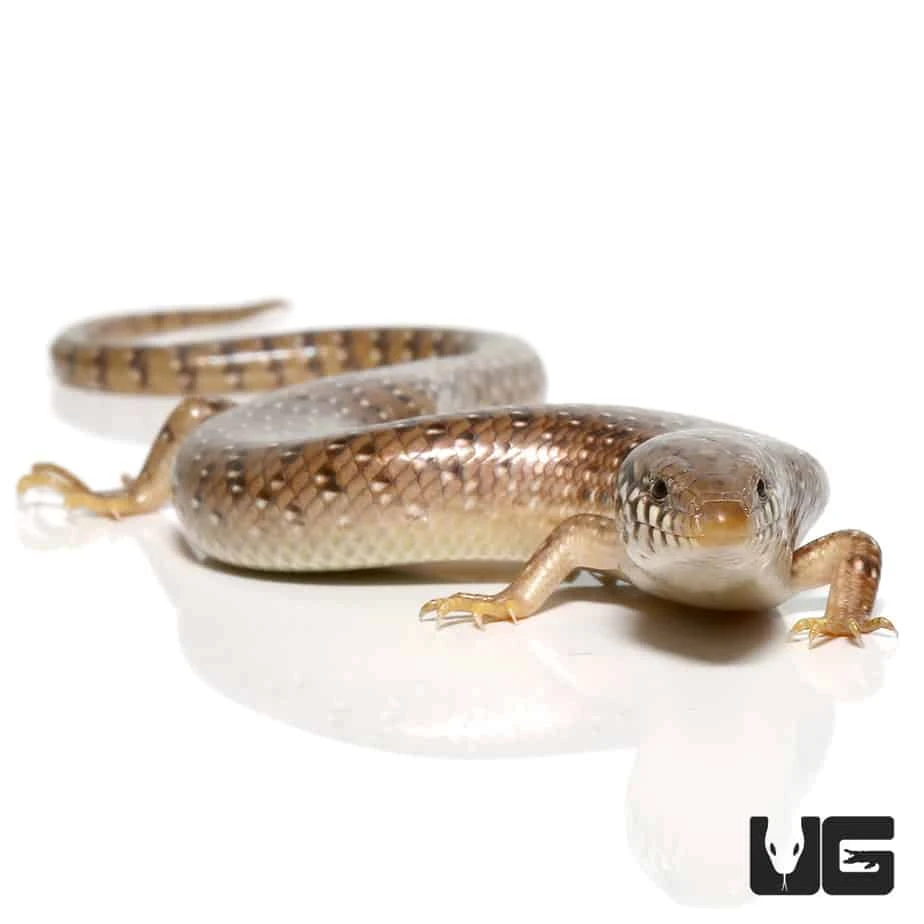 Ocellated Skink - Image 4