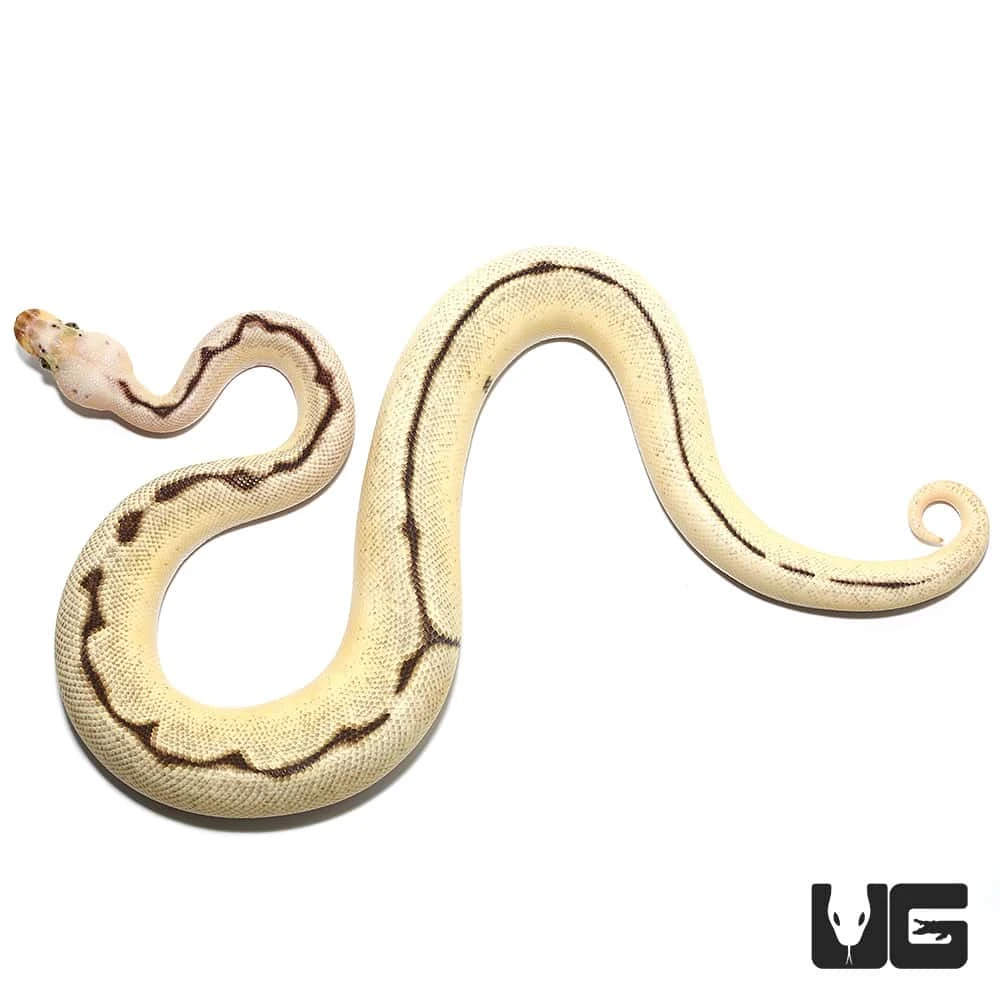 Male OD Fire Spider Pastel Clown Ball Python (#56)