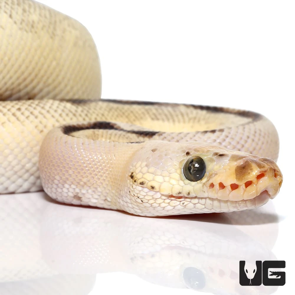 Male OD Fire Spider Pastel Clown Ball Python (#56) - Image 2