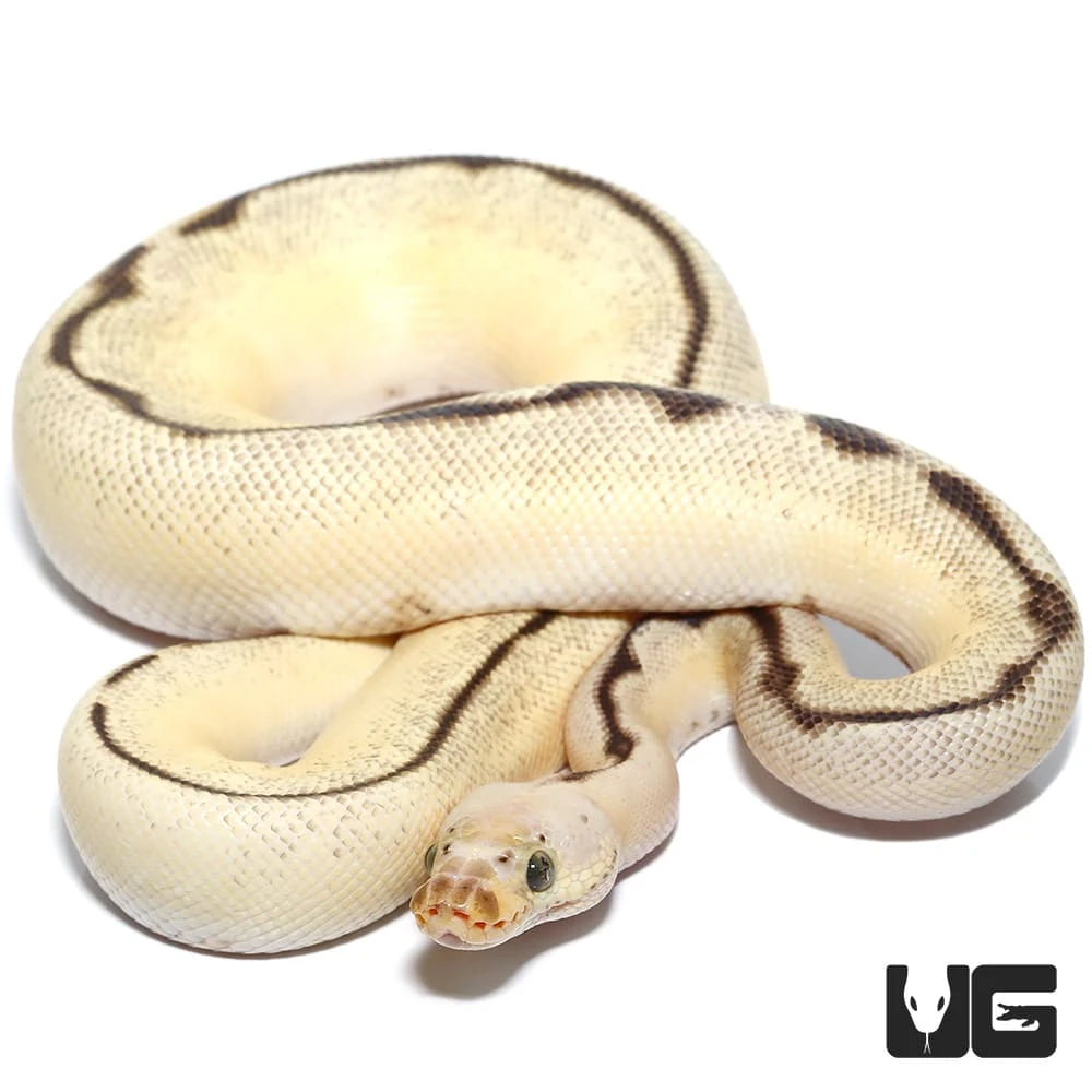 Male OD Fire Spider Pastel Clown Ball Python (#56) - Image 3