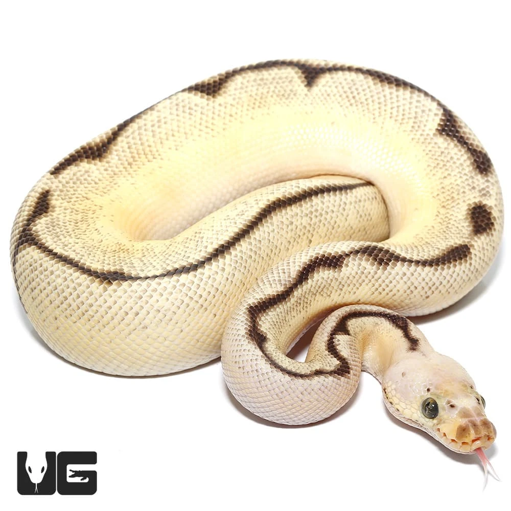 Male OD Fire Spider Pastel Clown Ball Python (#56) - Image 4