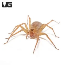 Olive Wandering Spider (1-3″)