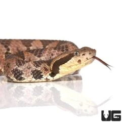Olmecan Pit Viper