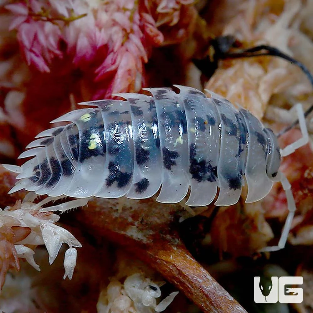 Oniscus Asellus Mardi Gras Isopods