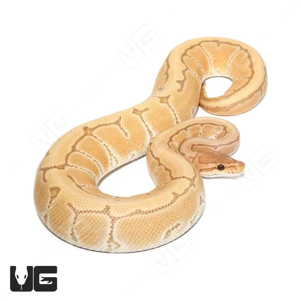 Male Orange Dream Ultra-mel Pinstripe Het Cryptic Ball Python (#053) - Image 3