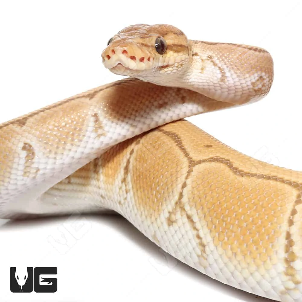 Male Orange Dream Ultra-mel Pinstripe Het Cryptic Ball Python (#053) - Image 4