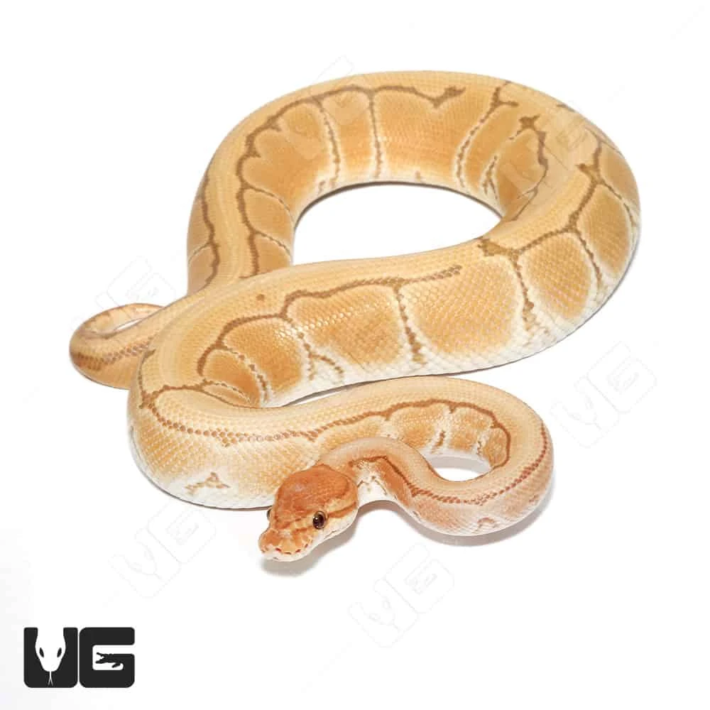 Male Orange Dream Ultra-mel Pinstripe Het Cryptic Ball Python (#053)