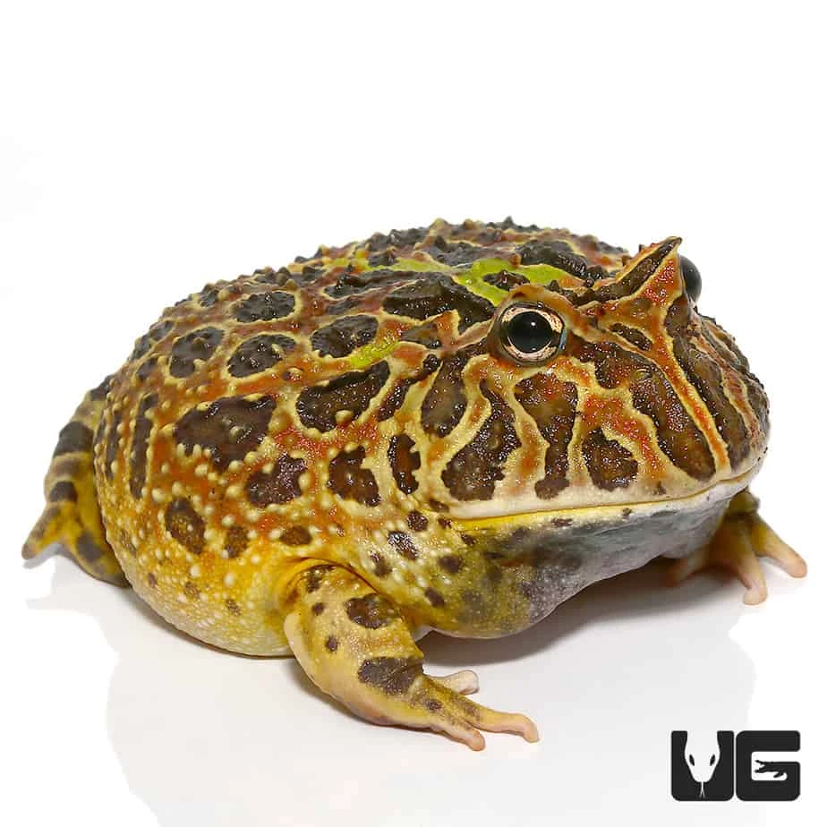 Adult Female Ornata Pacman Frog - Image 2