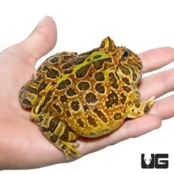 Adult Female Ornata Pacman Frog