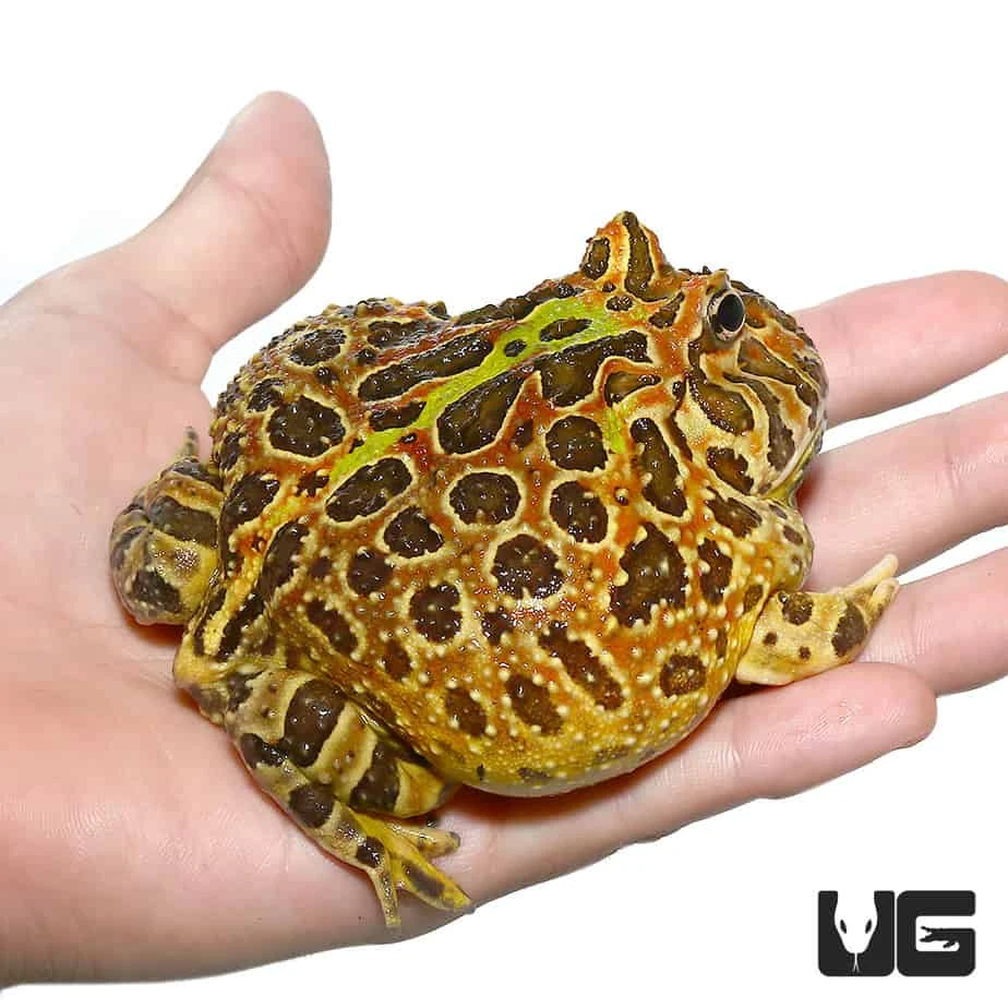 Adult Female Ornata Pacman Frog