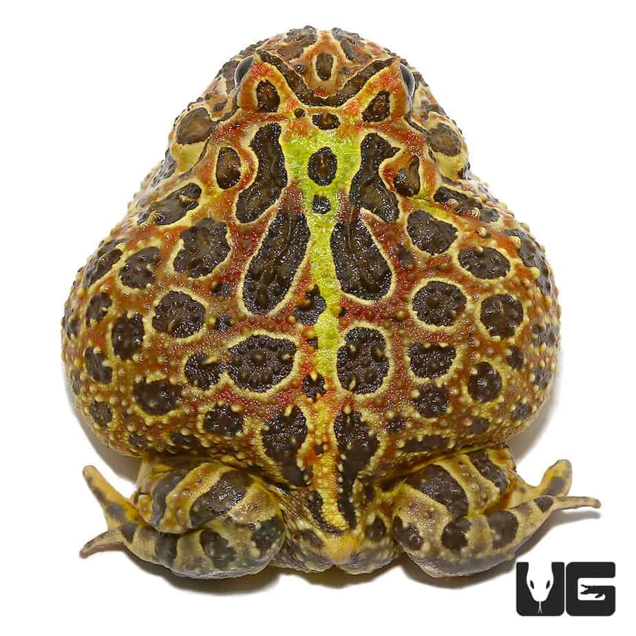 Adult Female Ornata Pacman Frog - Image 3
