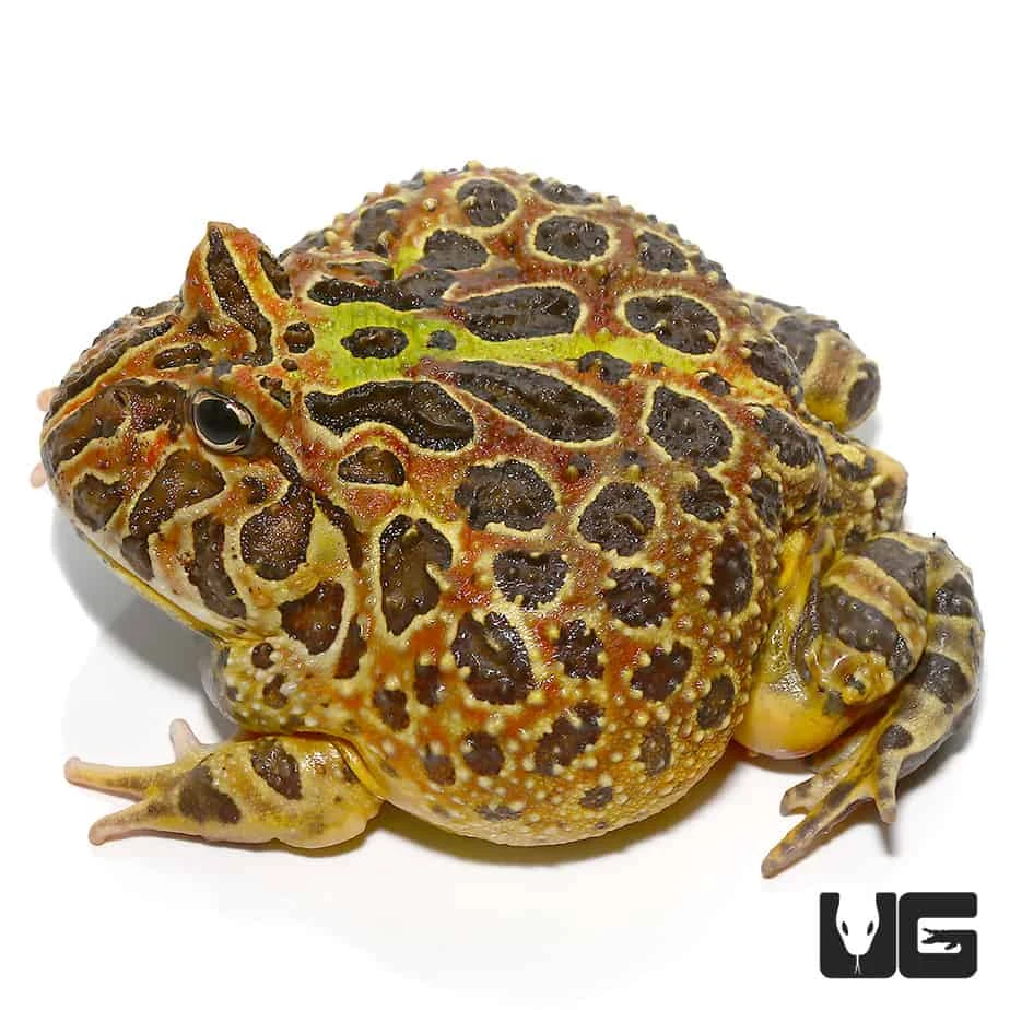 Adult Female Ornata Pacman Frog - Image 4