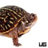 Ornate Box Turtle