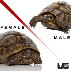 Pair Giant Greek Tortoise #1