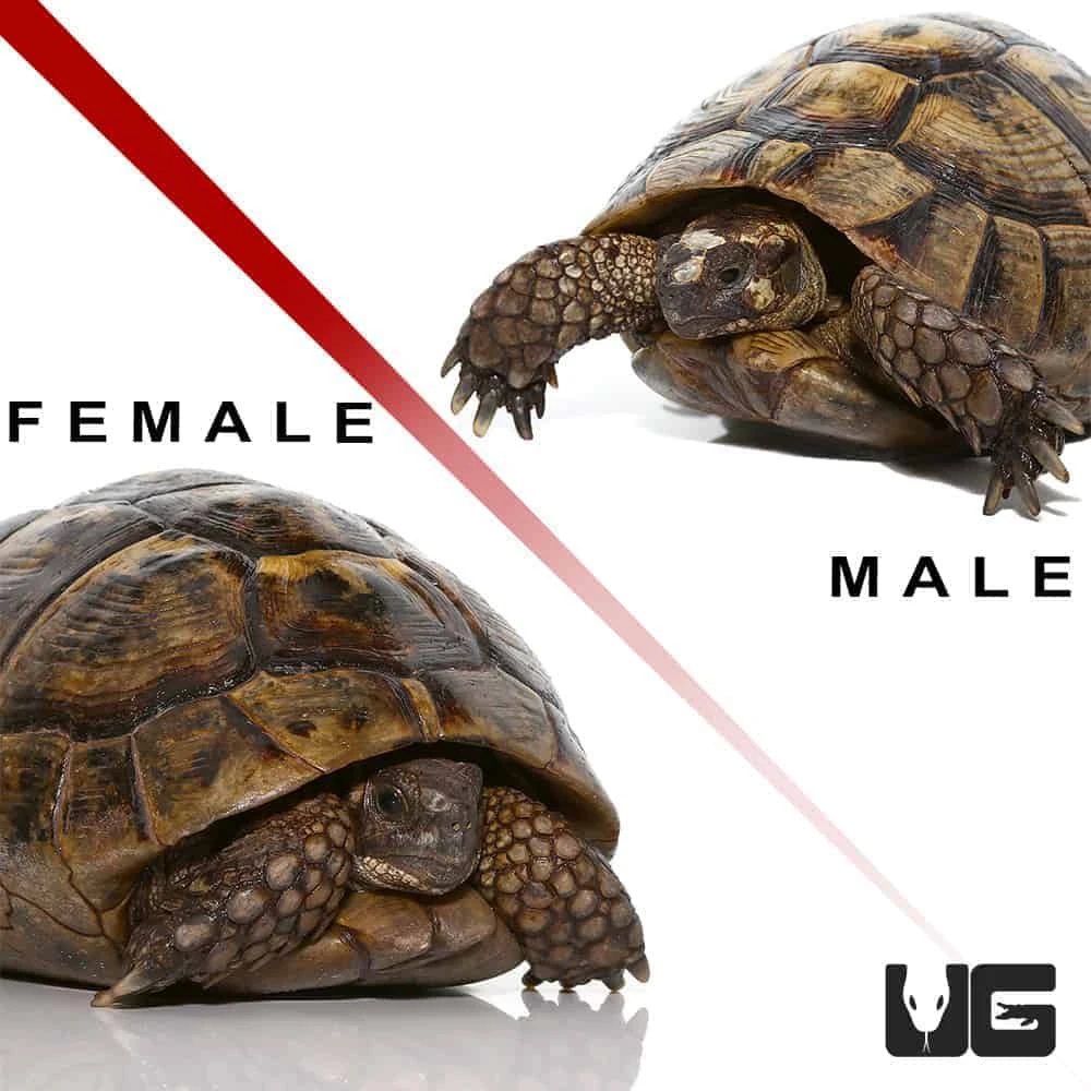 Pair Giant Greek Tortoise #1