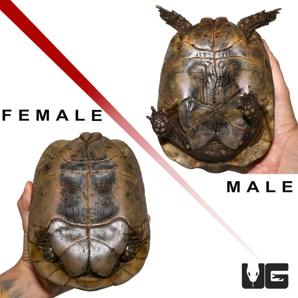 Pair Giant Greek Tortoise #1 - Image 3