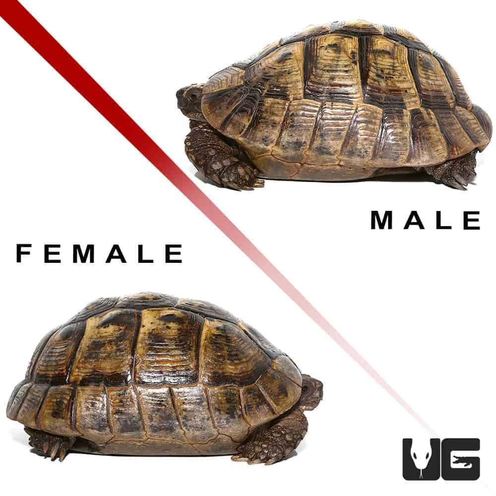 Pair Giant Greek Tortoise #1 - Image 4