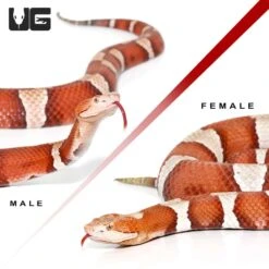 Pair Of High Orange Trans-Pecos Copperhead