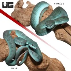 Pair Of Komodo Island Pit Vipers *PROVEN BREEDERS*