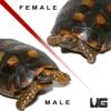 Adult Yellowfoot Tortoise Pair #2
