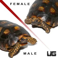 Adult Yellowfoot Tortoise Pair #2
