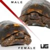 Adult Yellowfoot Tortoise Pair #3