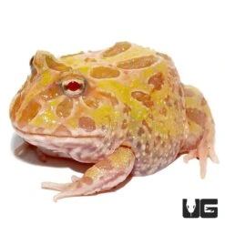Pastel Albino Pacman Frog