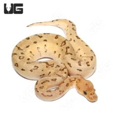 Baby Male Pastel Pinstripe Clown Ball Python (#28)