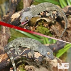 Patternless Green Tokay Gecko Pair