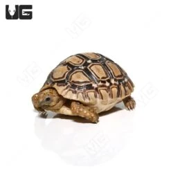 Baby Patternless Leopard Tortoise