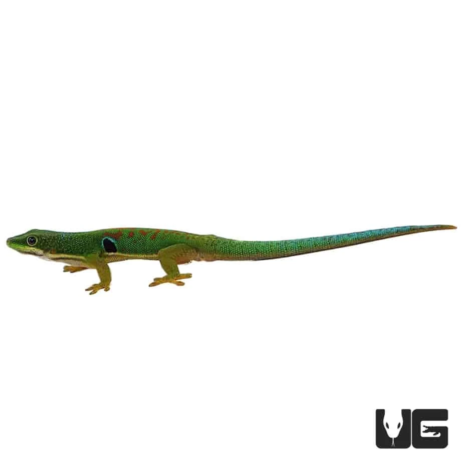 Peacock Day Gecko - Image 4