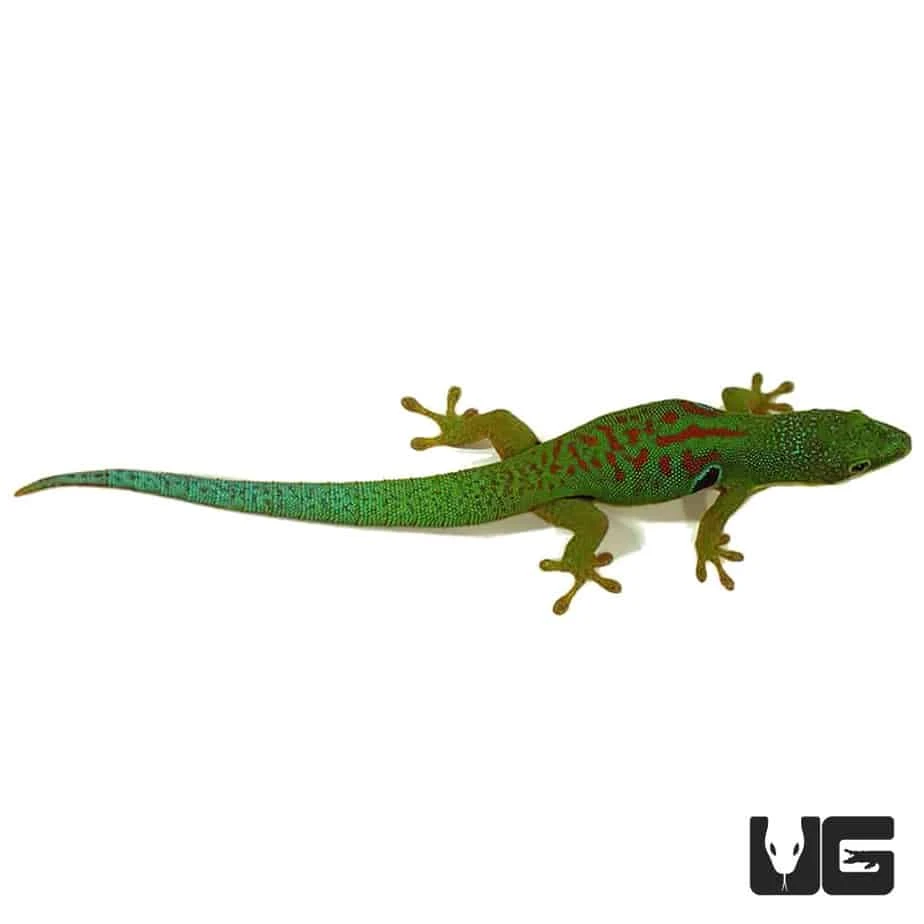 Peacock Day Gecko - Image 2