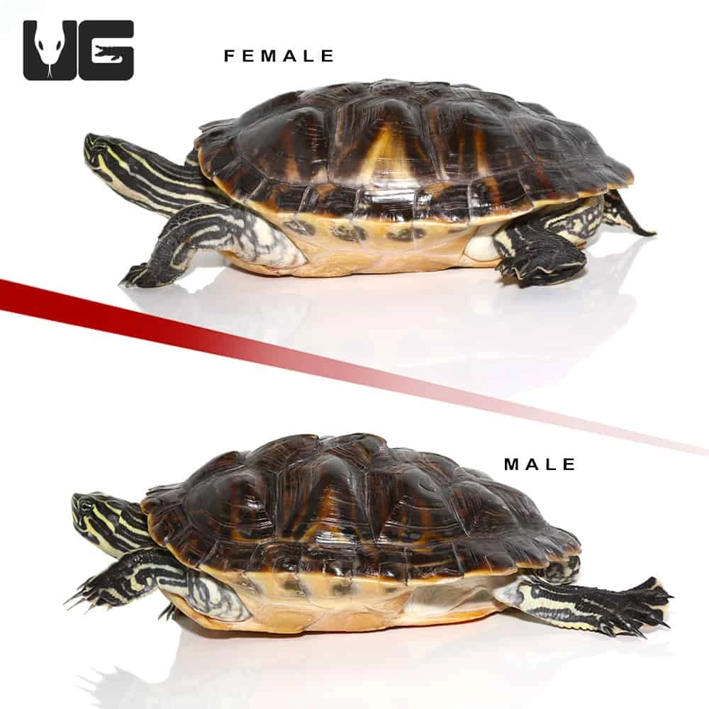 Sub Adult Peninsula Cooter Turtle Pair - Image 2