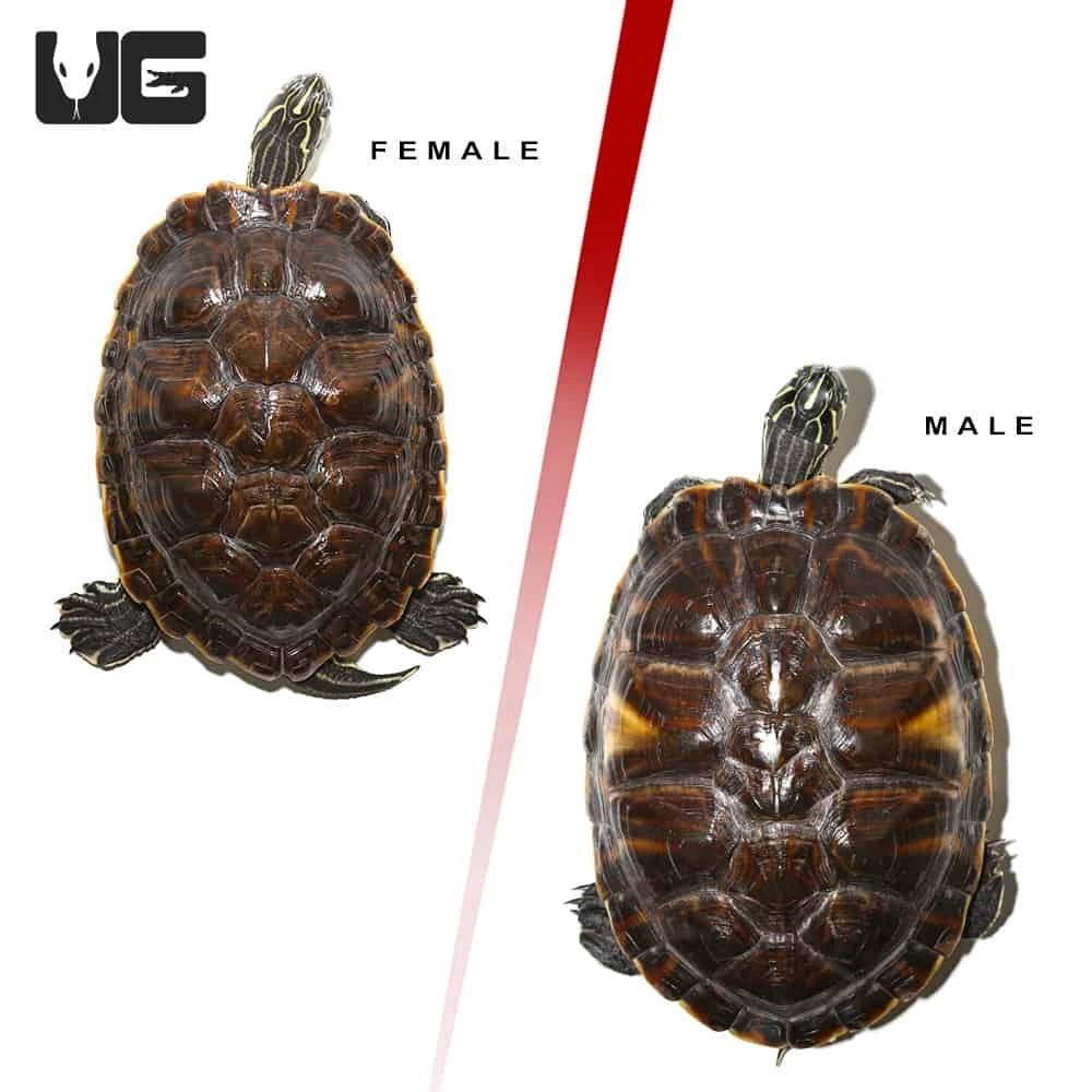 Sub Adult Peninsula Cooter Turtle Pair - Image 3