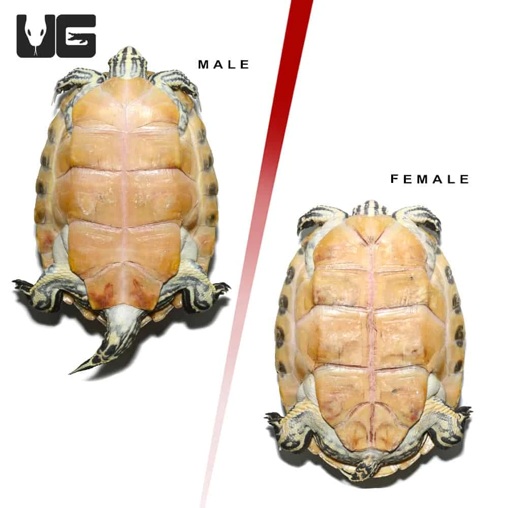 Sub Adult Peninsula Cooter Turtle Pair - Image 4