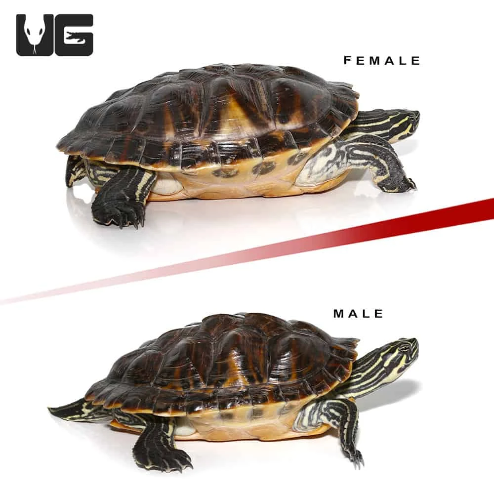 Sub Adult Peninsula Cooter Turtle Pair - Image 5